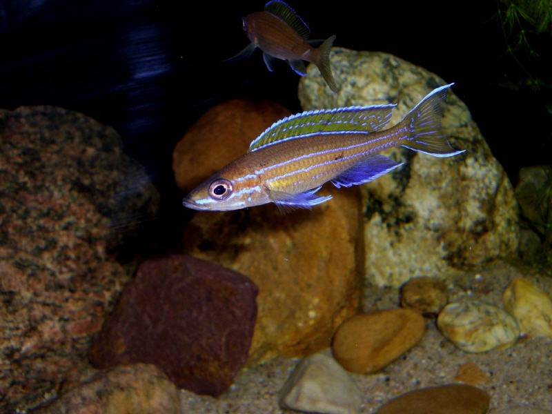 Paracyprichromis nigripinnis
